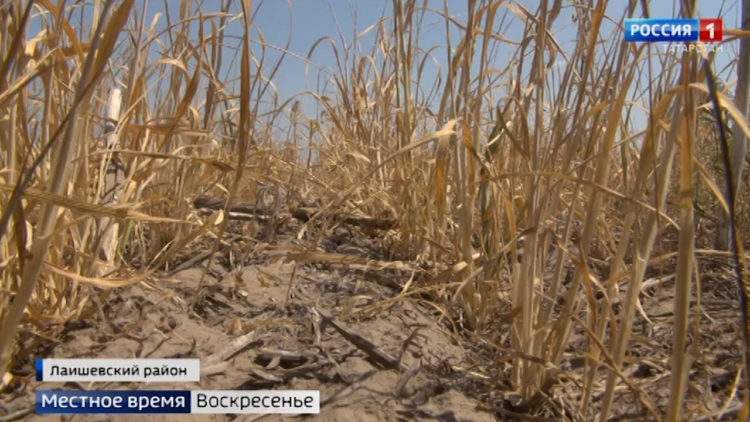 Жара вызвала почвенную засуху в шести районах Татарстана