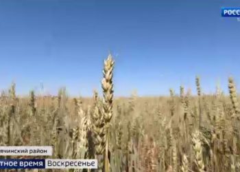 Врачи «красной зоны» рассказали, как борются за жизнь каждого больного коронавирусом