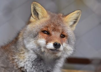 В Челнах на набережной поймали двух лис