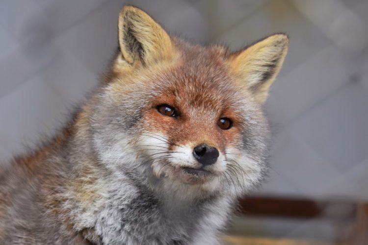 В Челнах на набережной поймали двух лис