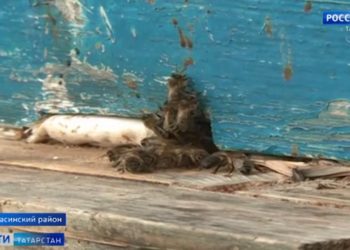 Держат в страхе целое село: в Балтасинском районе пчелы атакуют людей и нападают на домашний скот