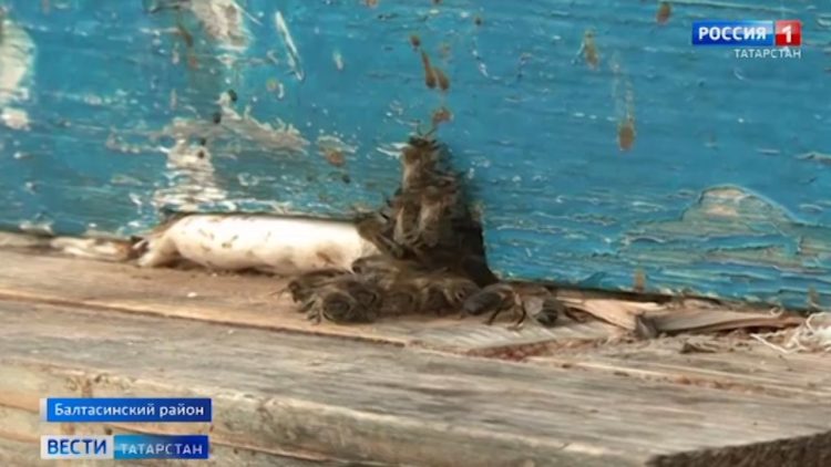 Держат в страхе целое село: в Балтасинском районе пчелы атакуют людей и нападают на домашний скот
