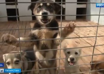 Затопленные квартиры и плывущие машины: последствия сильного ливня в Казани