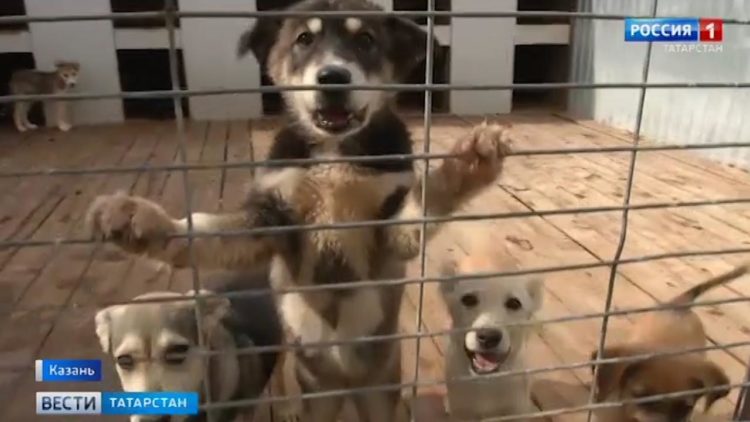 Затопленные квартиры и плывущие машины: последствия сильного ливня в Казани