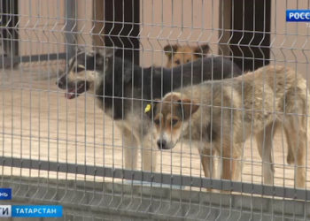 Казань превратят в город без брошенных животных