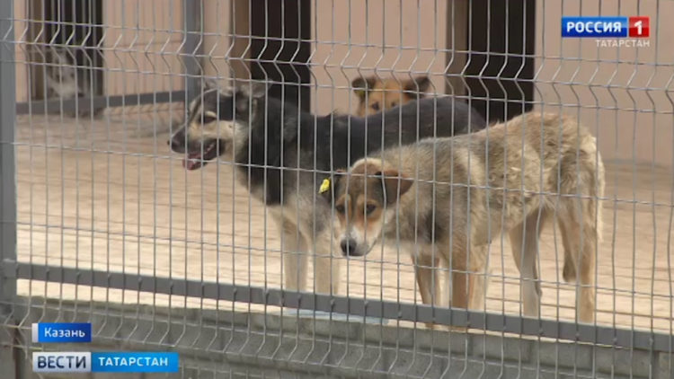 Казань превратят в город без брошенных животных