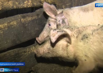 Из-за вспышки африканской чумы свиней 13 сел и деревень Татарстана находятся в особой опасности