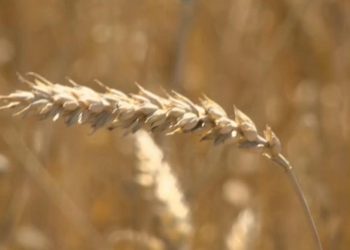 В Алькеевском районе обсудили обучение родным языкам