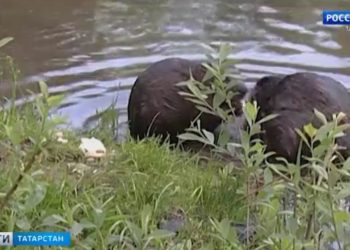 «Еще сто лет здесь можно жить»: жители Казани спасают дом с барельефами, настаивая на исторической ценности