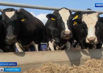 В Татарстане запустили телеграм-бот по вакцинации