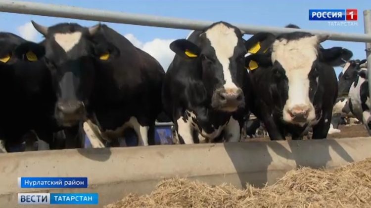 В Татарстане запустили телеграм-бот по вакцинации