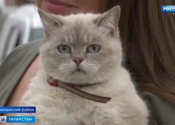 Эксперт оценил избирательную кампанию в Татарстане