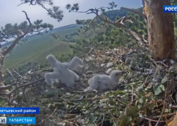Птенцы солнечных орлов Алтына и Алтынай из парка «Нижняя Кама» совершили свой первый полет