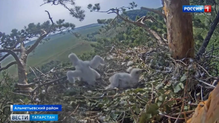 Птенцы солнечных орлов Алтына и Алтынай из парка «Нижняя Кама» совершили свой первый полет