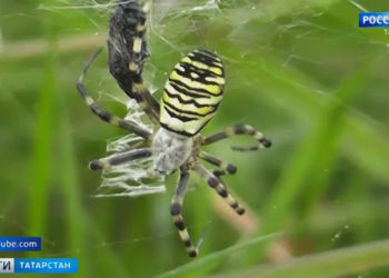 Яркие и ядовитые: в Татарстане замечены редкие виды пауков