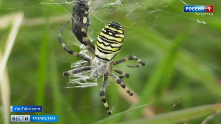 Яркие и ядовитые: в Татарстане замечены редкие виды пауков