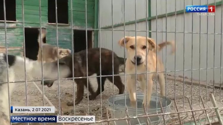 Масштабное авиашоу «Я выбираю небо» состоялось в Казани