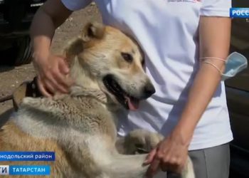 Кондукторы казанских автобусов оказались в поле зрения ревизоров