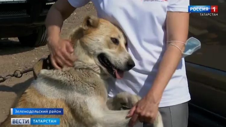 Кондукторы казанских автобусов оказались в поле зрения ревизоров