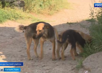 Голодные игры: в Зеленодольске стая бездомных собак загрызла телят