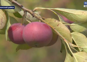 Россия 24. Специальный репортаж: рекорд вопреки погоде