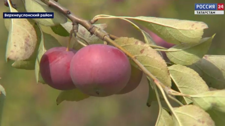 Россия 24. Специальный репортаж: рекорд вопреки погоде