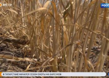 В Татарстане для фермеров запустили программу по льготному финансированию