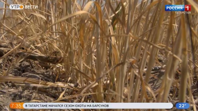 В Татарстане для фермеров запустили программу по льготному финансированию