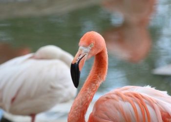 В казанском зоопарке «Река Замбези» поселились 6 розовых фламинго