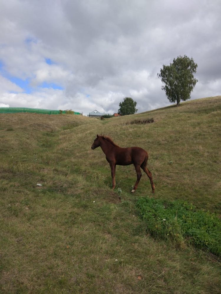 Офыклар (16.09.2021)