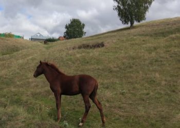 Офыклар (16.09.2021)