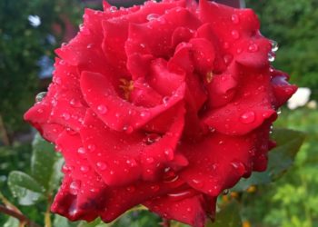 Анонслар — Анонс (05.09.2021-12.09.2021)