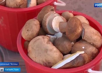 Татарстанские грибники готовятся к сезону тихой охоты