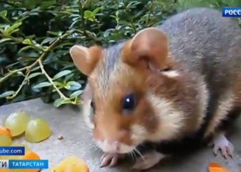 Схомячили осенний урожай: грызуны массово атакуют теплицы татарстанских садоводов