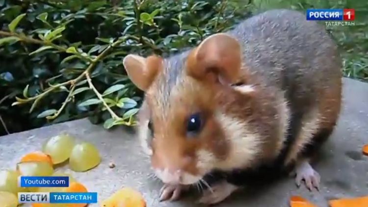 Схомячили осенний урожай: грызуны массово атакуют теплицы татарстанских садоводов