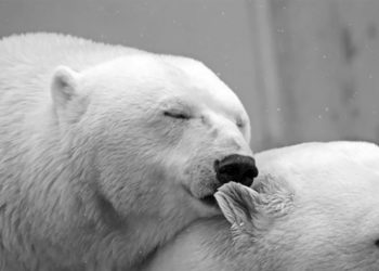 Путин назвал сохранение диких животных задачей особой важности