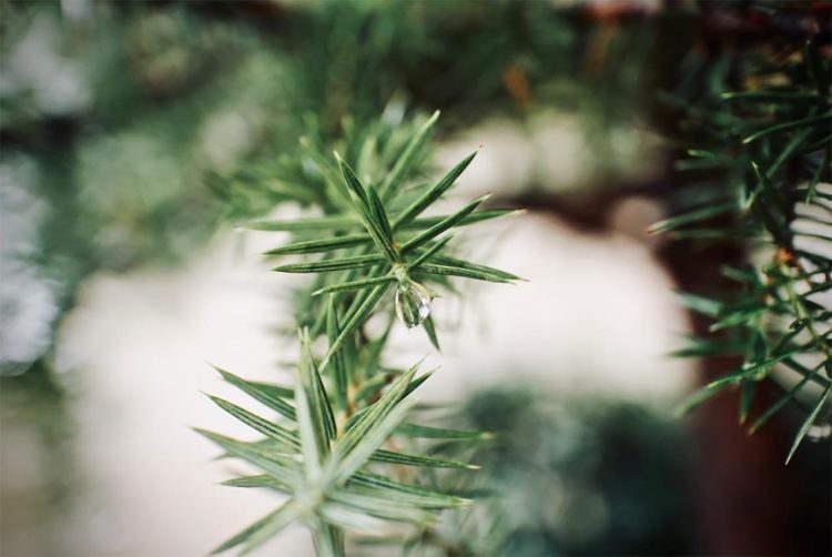 Под Челнами вырубили многолетние сосны