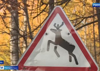 На дорогах Татарстана за год сбили более сотни диких животных