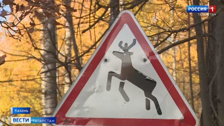 На дорогах Татарстана за год сбили более сотни диких животных