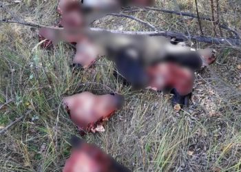 Жители села под Казанью обнаружили свалку из коровьих голов