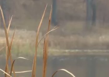 Нижнекамское озеро Каракуль может стать уникальным водным объектом России