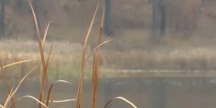 Нижнекамское озеро Каракуль может стать уникальным водным объектом России