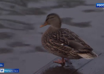 Орнитологи рассказали, как помочь пернатым с наступлением холодов