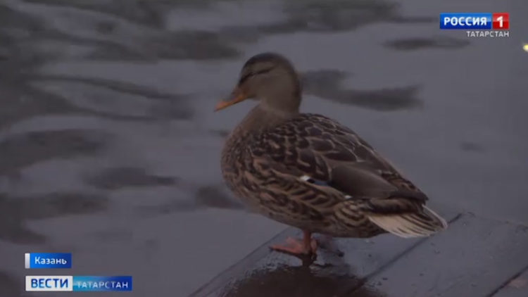 Орнитологи рассказали, как помочь пернатым с наступлением холодов