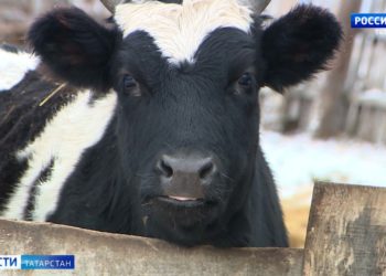 Девочку, на которую в Таиланде упал стол, перевели из реанимации в палату