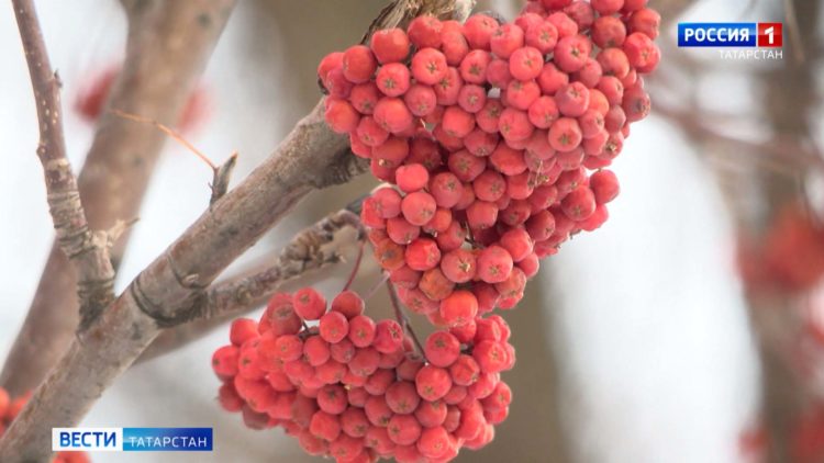 В Татарстане готовятся очередному наступлению коронавируса — штамму «омикрон»