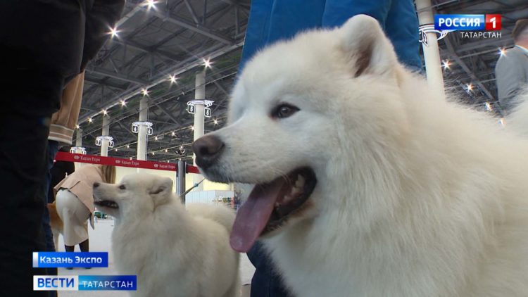 В Казани волонтеры и сотрудники соцзащиты вместе с Дедом Морозом навестили детей, попавших в сложную жизненную ситуацию