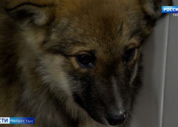 Дело ректора КФУ: подробности задержания Ильшата Гафурова