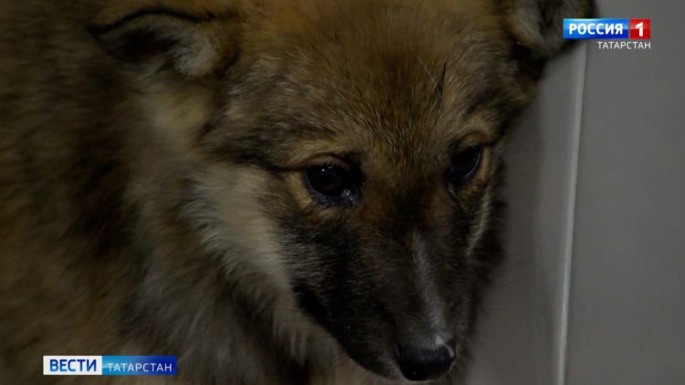 Дело ректора КФУ: подробности задержания Ильшата Гафурова