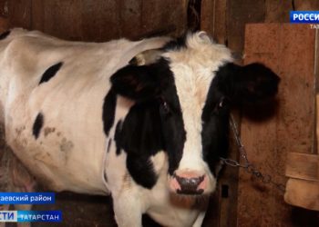 Почти в 30 селах Татарстана ввели карантин из-за заразной болезни крупного рогатого скота